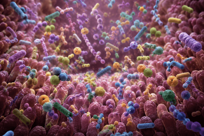 Illustration of the human gut microbiome ecosystem showing diverse bacterial communities in the digestive tract