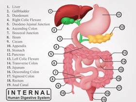 GI tract How It Works