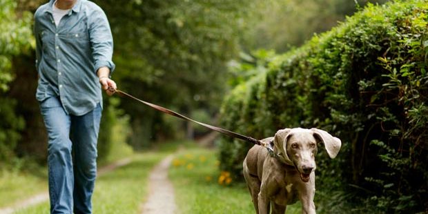 Man walking dog, Gain peace with a pooch back pain products and tips, walking