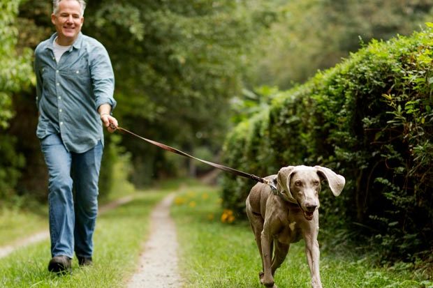 Man walking dog, Gain peace with a pooch back pain products and tips, walking