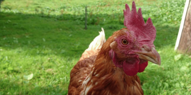 chicken Bird flu vaccine Canada